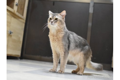 成約済の大阪府のソマリ-104083の5枚目